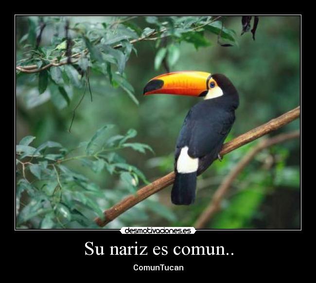 Su nariz es comun.. - ComunTucan