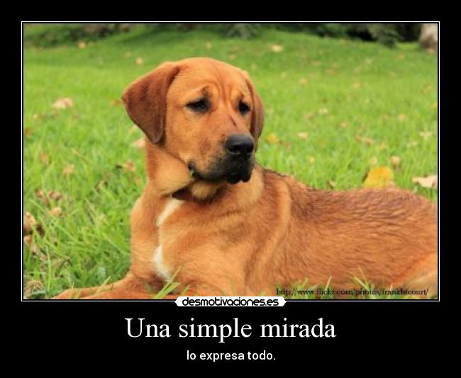 Una simple mirada -