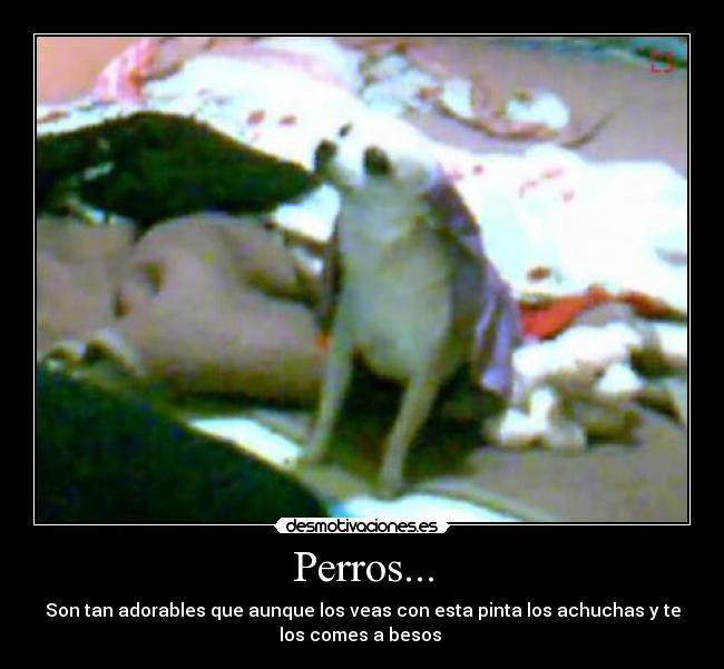 Perros... - Son tan adorables que aunque los veas con esta pinta los achuchas y te
los comes a besos