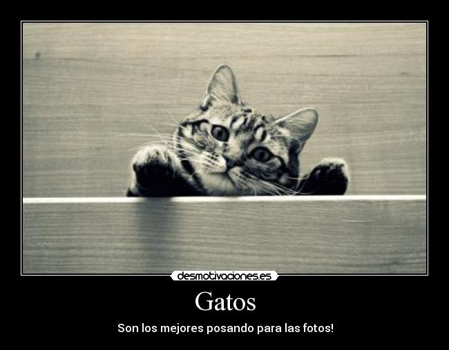 carteles gatos gatos desmotivaciones