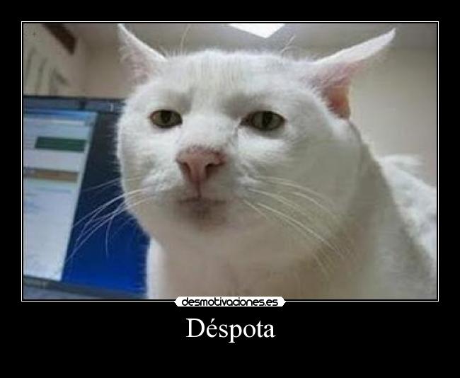 Déspota -