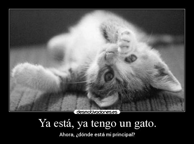 Ya está, ya tengo un gato. - 