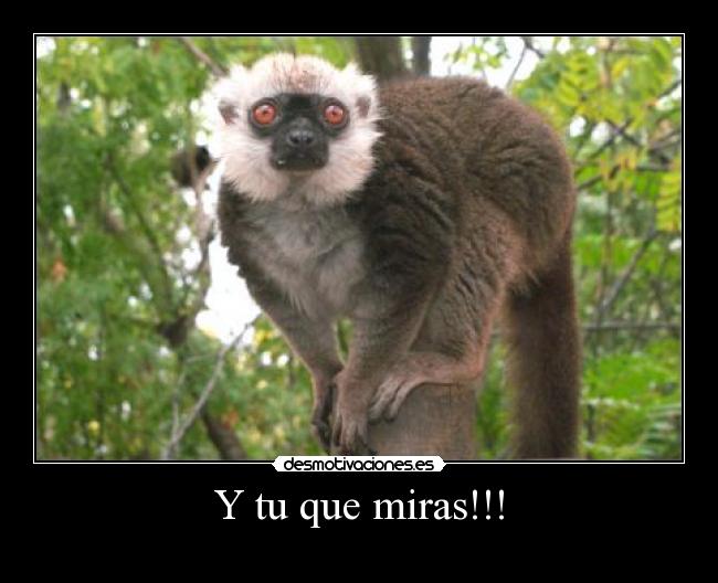 Y tu que miras!!! -