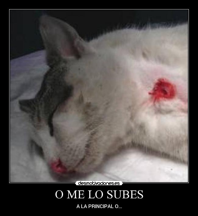 O ME LO SUBES - A LA PRINCIPAL O...