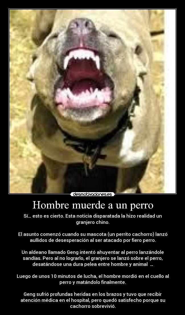 Hombre muerde a un perro - Sí… esto es cierto. Esta noticia disparatada la hizo realidad un
granjero chino.
El asunto comenzó cuando su mascota (un perrito cachorro) lanzó
aullidos de desesperación al ser atacado por fiero perro.
Un aldeano llamado Geng intentó ahuyentar al perro lanzándole
sandías. Pero al no lograrlo, el granjero se lanzó sobre el perro,
desatándose una dura pelea entre hombre y animal …
Luego de unos 10 minutos de lucha, el hombre mordió en el cuello al
perro y matándolo finalmente.
Geng sufrió profundas heridas en los brazos y tuvo que recibir
atención médica en el hospital, pero quedó satisfecho porque su
cachorro sobrevivió.