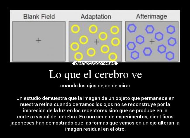 Lo que el cerebro ve - cuando los ojos dejan de mirar
Un estudio demuestra que la imagen de un objeto que permanece en
nuestra retina cuando cerramos los ojos no se reconstruye por la
impresión de la luz en los receptores sino que se produce en la
corteza visual del cerebro. En una serie de experimentos, científicos
japoneses han demostrado que las formas que vemos en un ojo alteran la
imagen residual en el otro.