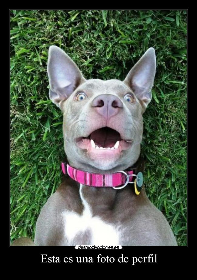 Esta es una foto de perfil - 