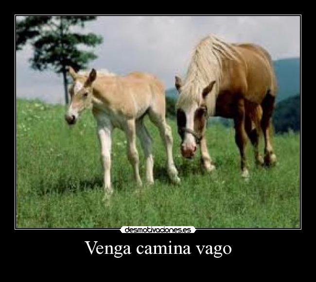 Venga camina vago -