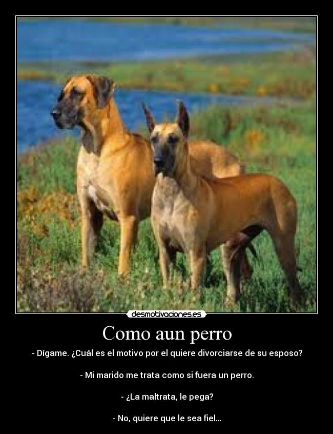 Como aun perro - - Dígame. ¿Cuál es el motivo por el quiere divorciarse de su esposo?
- Mi marido me trata como si fuera un perro.
- ¿La maltrata, le pega?
- No, quiere que le sea fiel…