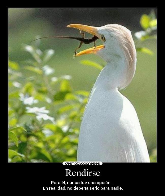 carteles rendirse desmotivaciones