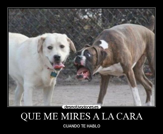 QUE ME MIRES A LA CARA - 