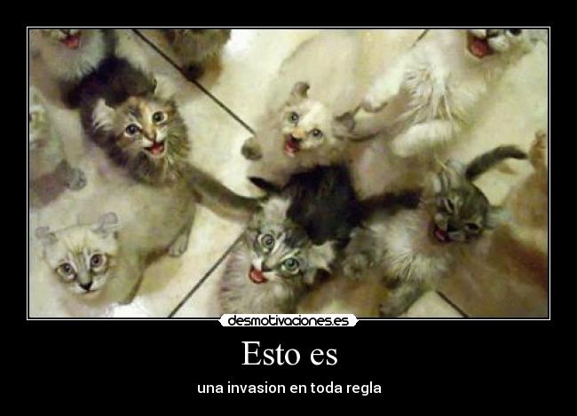 carteles maximun miau desmotivaciones