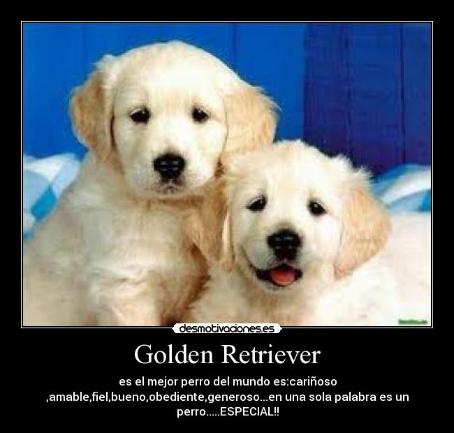 Golden Retriever -