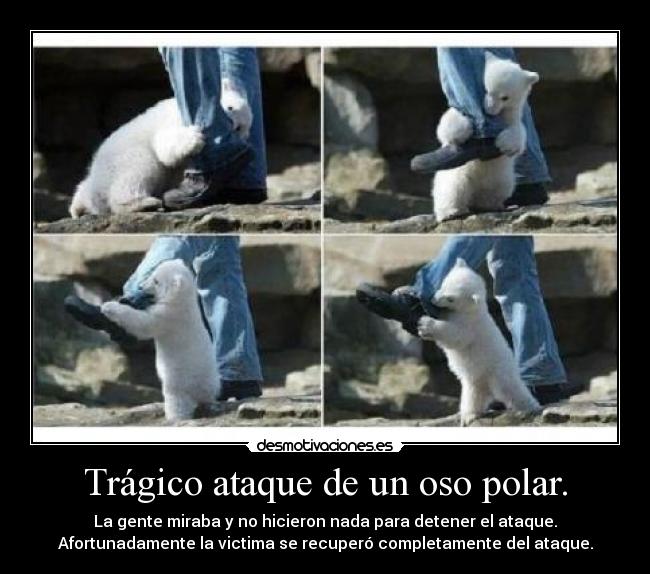 carteles oso polar desmotivaciones