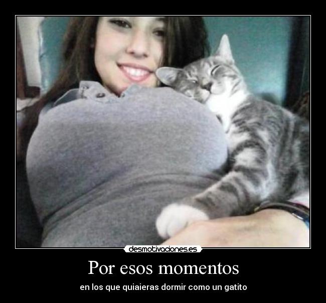 carteles gatosdormir princesa desmotivaciones