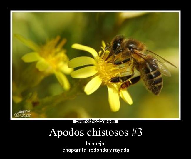 Apodos chistosos #3 - la abeja:
chaparrita, redonda y rayada
