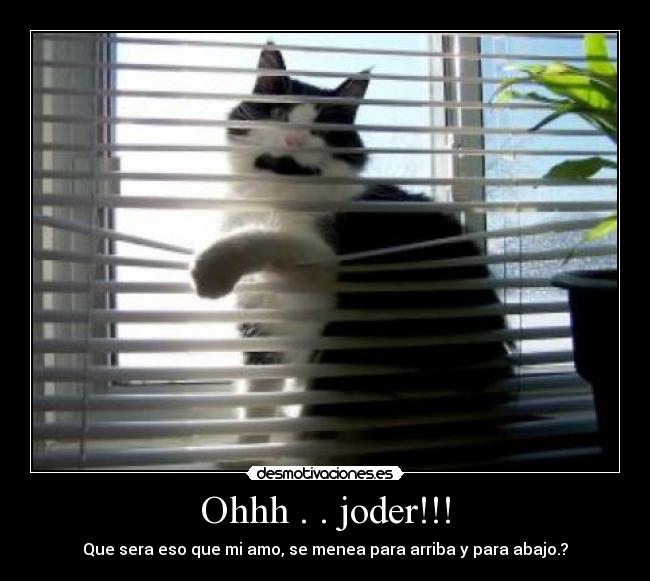 carteles gatoscotilla desmotivaciones