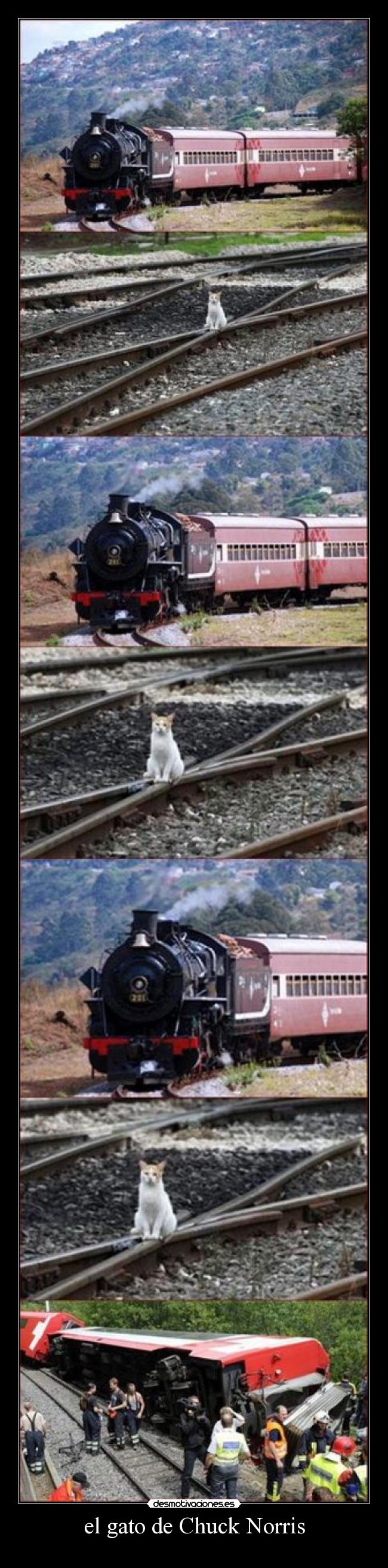 el gato de Chuck Norris -