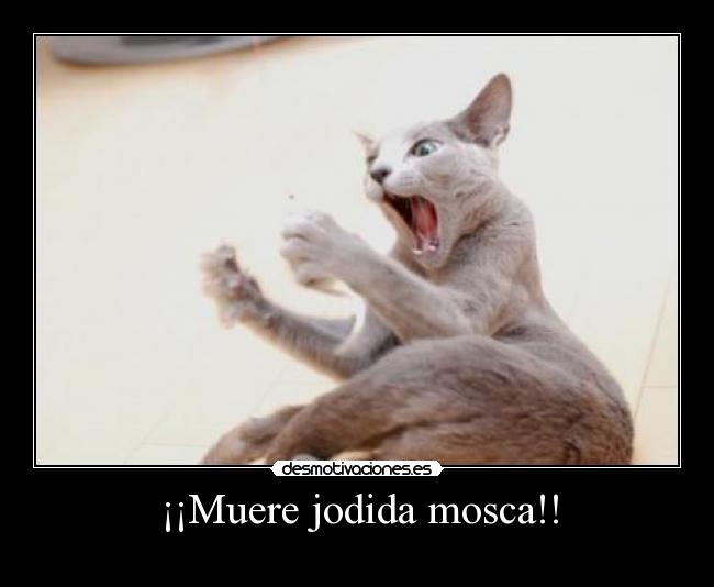 ¡¡Muere jodida mosca!! - 