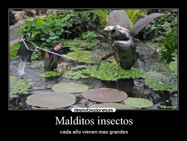 Malditos insectos - cada año vienen mas grandes