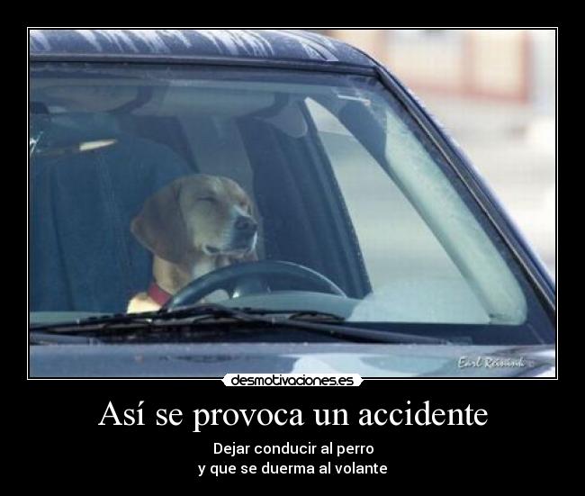 Así se provoca un accidente - Dejar conducir al perro
y que se duerma al volante
