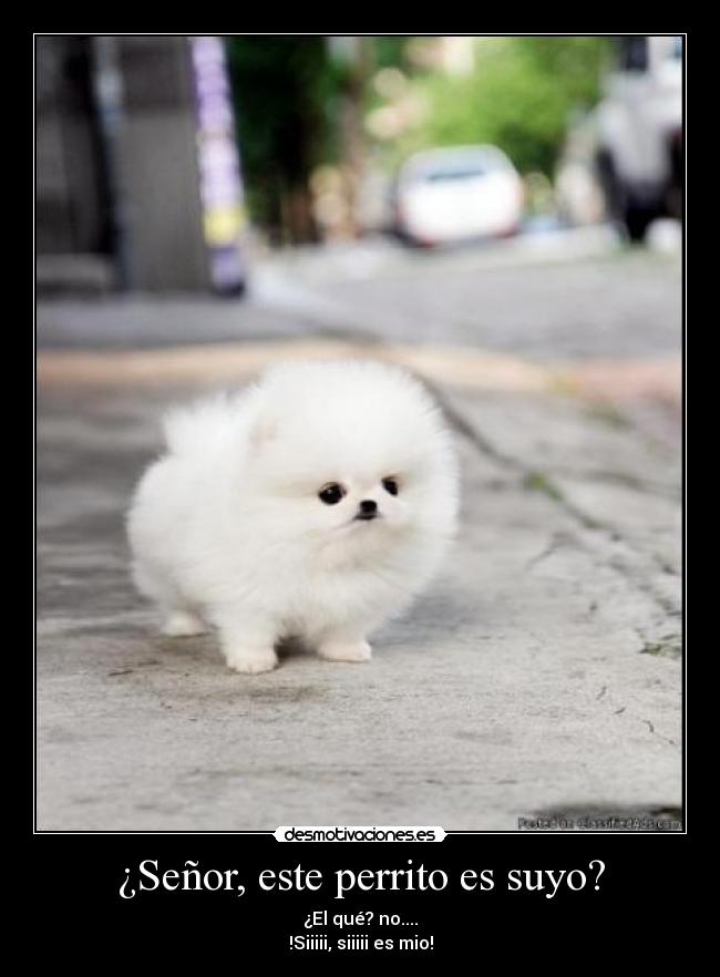 ¿Señor, este perrito es suyo? -