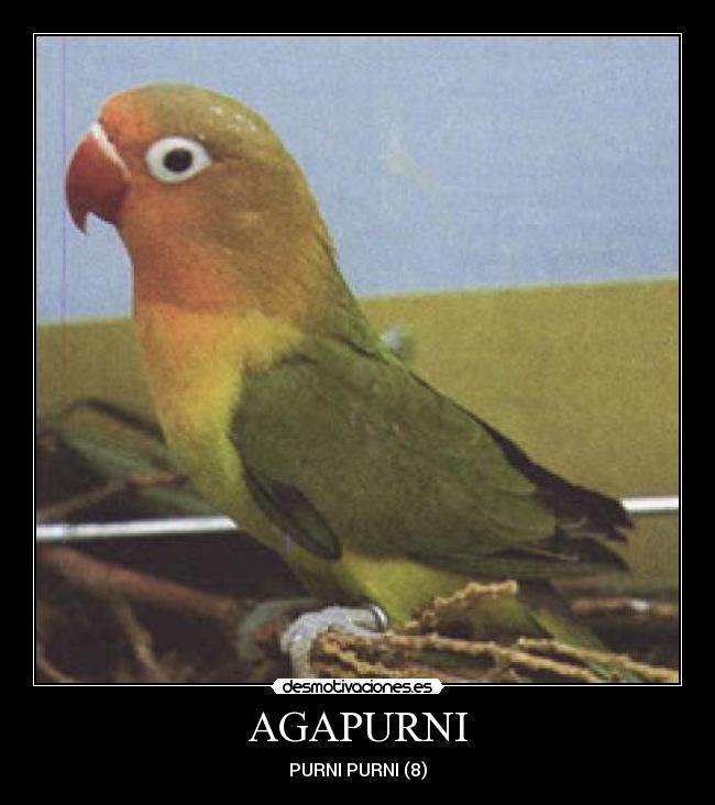 AGAPURNI - PURNI PURNI (8)