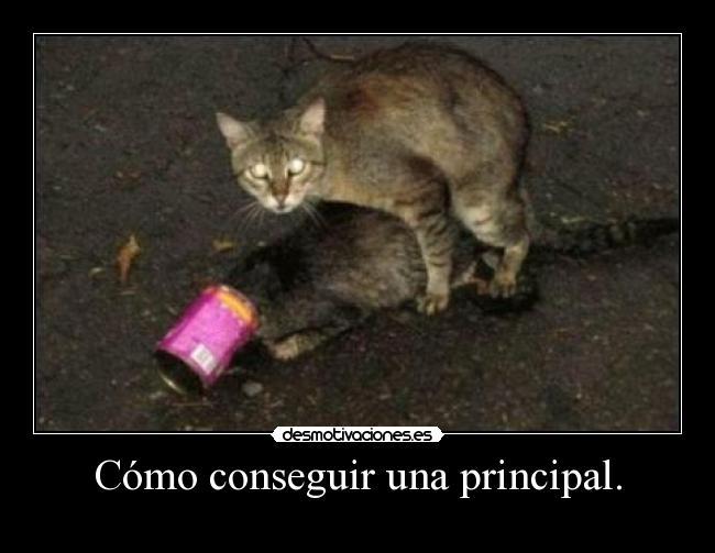 Cómo conseguir una principal. -