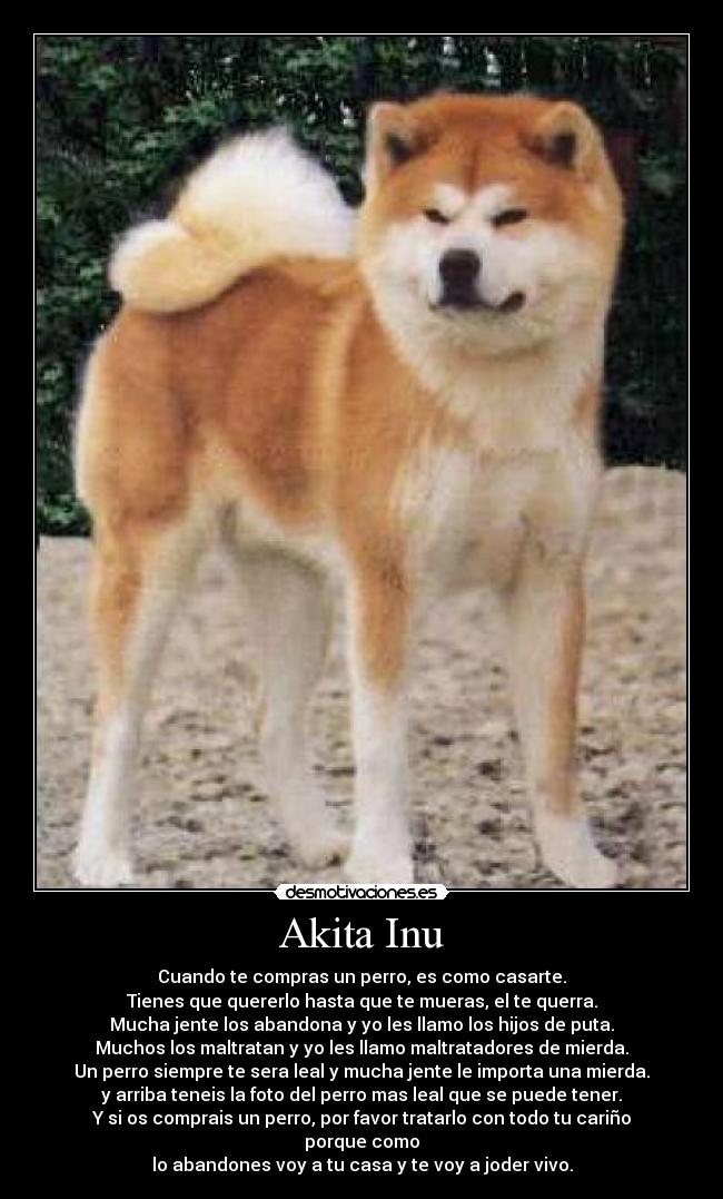 Akita Inu - Cuando te compras un perro, es como casarte.
Tienes que quererlo hasta que te mueras, el te querra.
Mucha jente los abandona y yo les llamo los hijos de puta.
Muchos los maltratan y yo les llamo maltratadores de mierda.
Un perro siempre te sera leal y mucha jente le importa una mierda.
y arriba teneis la foto del perro mas leal que se puede tener.
Y si os comprais un perro, por favor tratarlo con todo tu cariño porque como
lo abandones voy a tu casa y te voy a joder vivo.