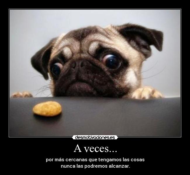 carteles cachorros vida suenos esperanzas principal cola espana perros mexico ternura desmotivaciones