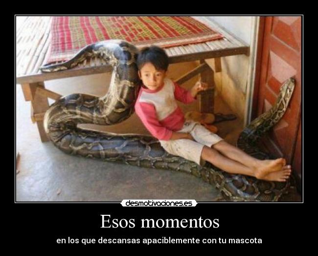 carteles momneto mascota nino serpiente boa desmotivaciones