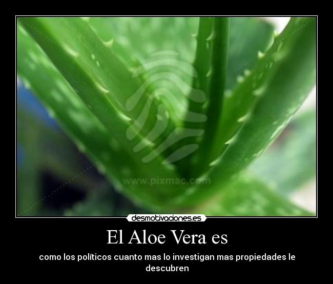 El Aloe Vera es -