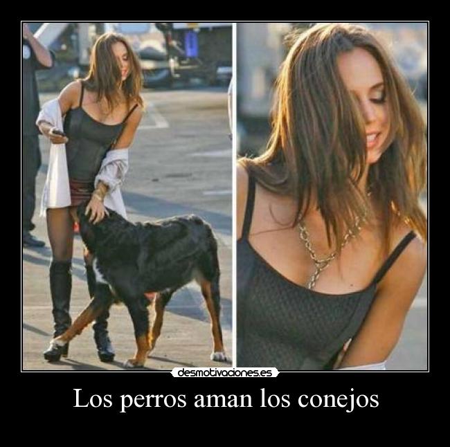 Los perros aman los conejos - 