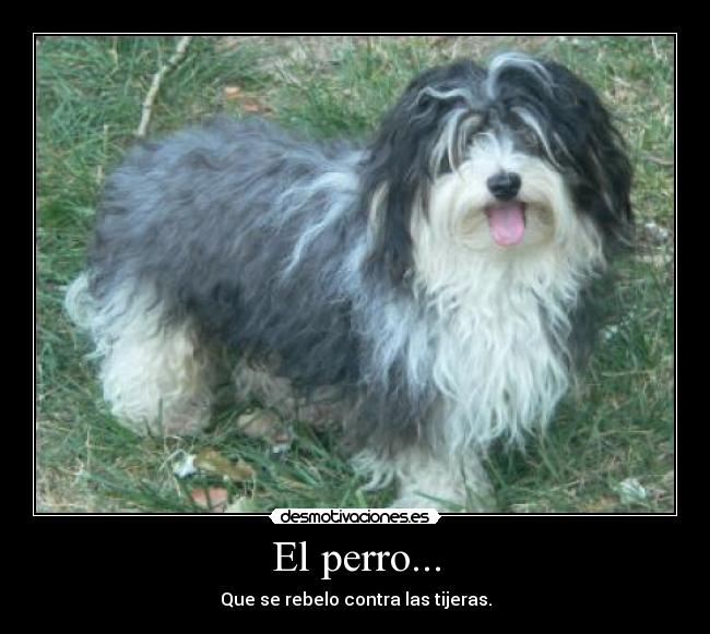 El perro... - Que se rebelo contra las tijeras.