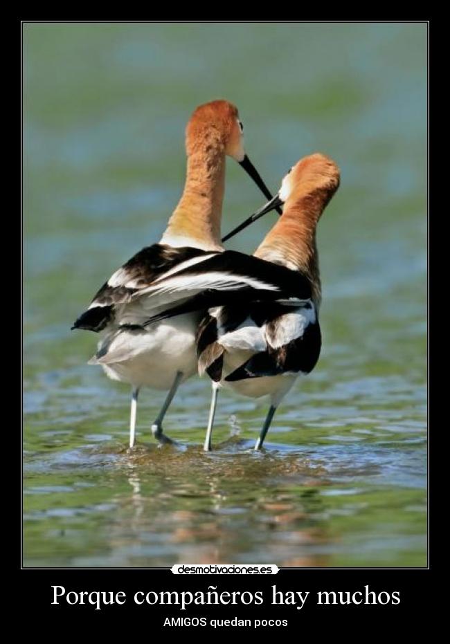 Porque compañeros hay muchos - 