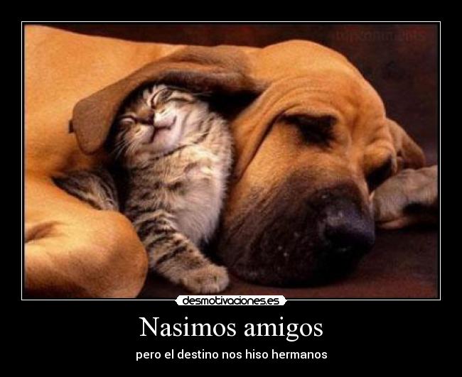 carteles amigos hermanos desmotivaciones