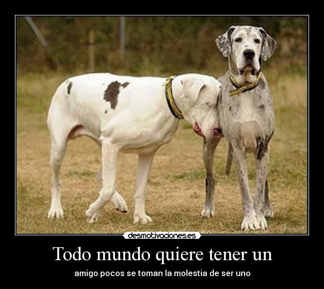 Todo mundo quiere tener un - amigo pocos se toman la molestia de ser uno