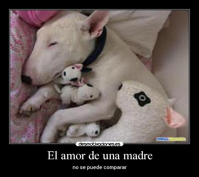 carteles amor madre amor madre desmotivaciones