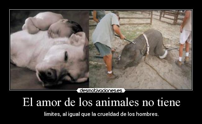 El amor de los animales no tiene -