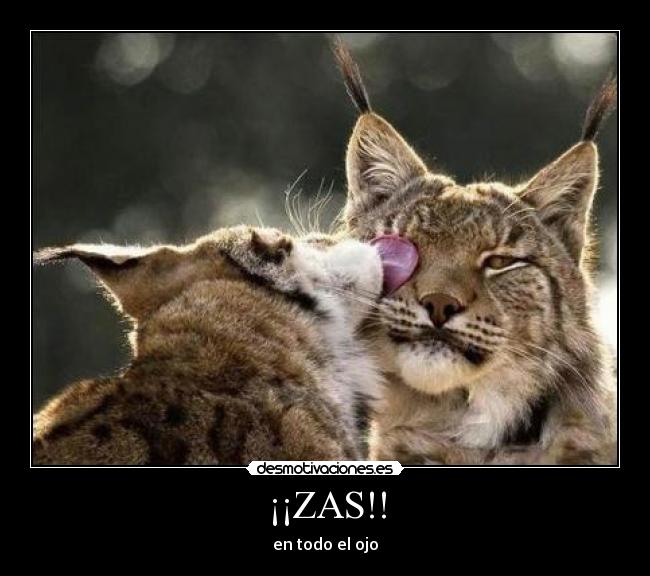 ¡¡ZAS!! -