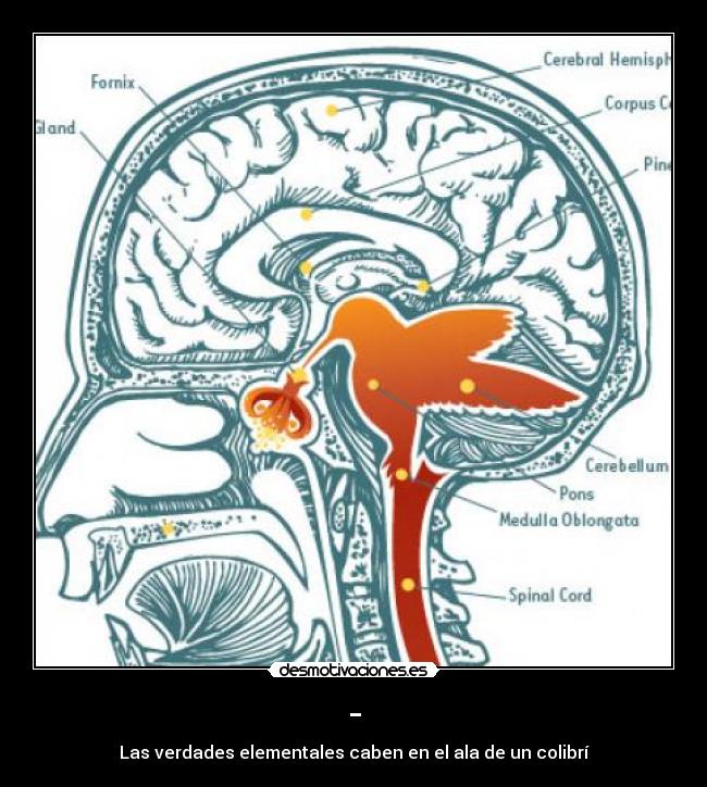 - - Las verdades elementales caben en el ala de un colibrí
