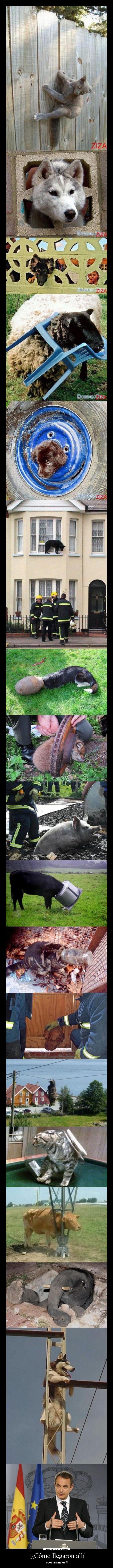 ¡¿Cómo llegaron allí - 