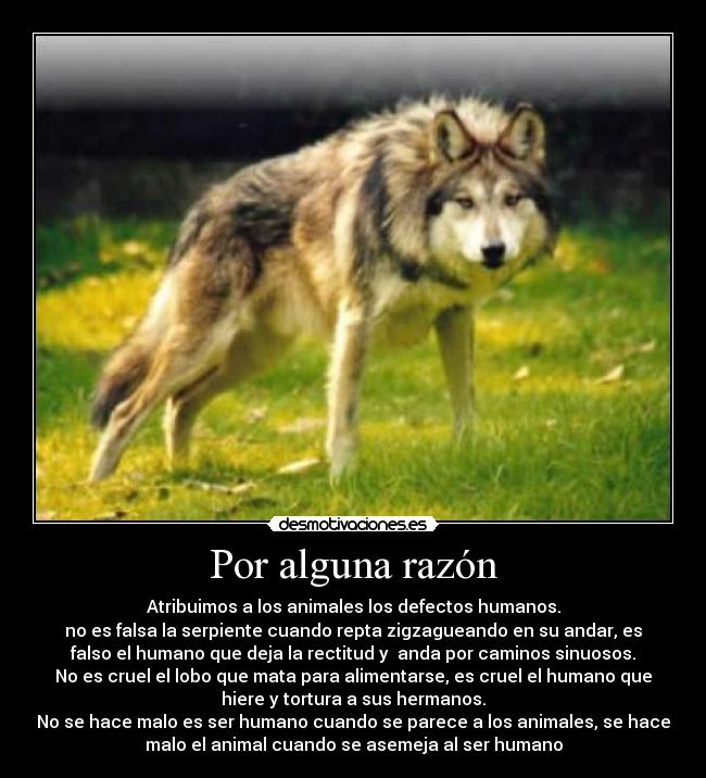 Por alguna razón - Atribuimos a los animales los defectos humanos.
no es falsa la serpiente cuando repta zigzagueando en su andar, es
falso el humano que deja la rectitud y anda por caminos sinuosos.
No es cruel el lobo que mata para alimentarse, es cruel el humano que
hiere y tortura a sus hermanos.
No se hace malo es ser humano cuando se parece a los animales, se hace
malo el animal cuando se asemeja al ser humano