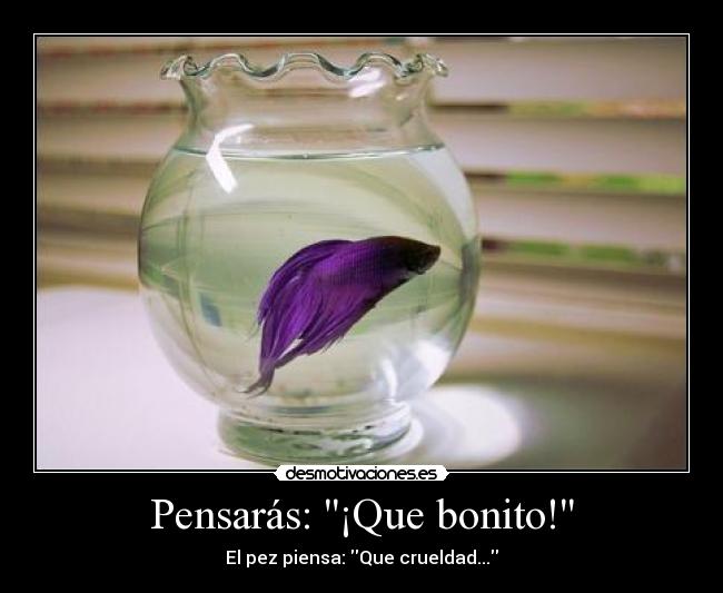 Pensarás: ¡Que bonito! - El pez piensa: Que crueldad...