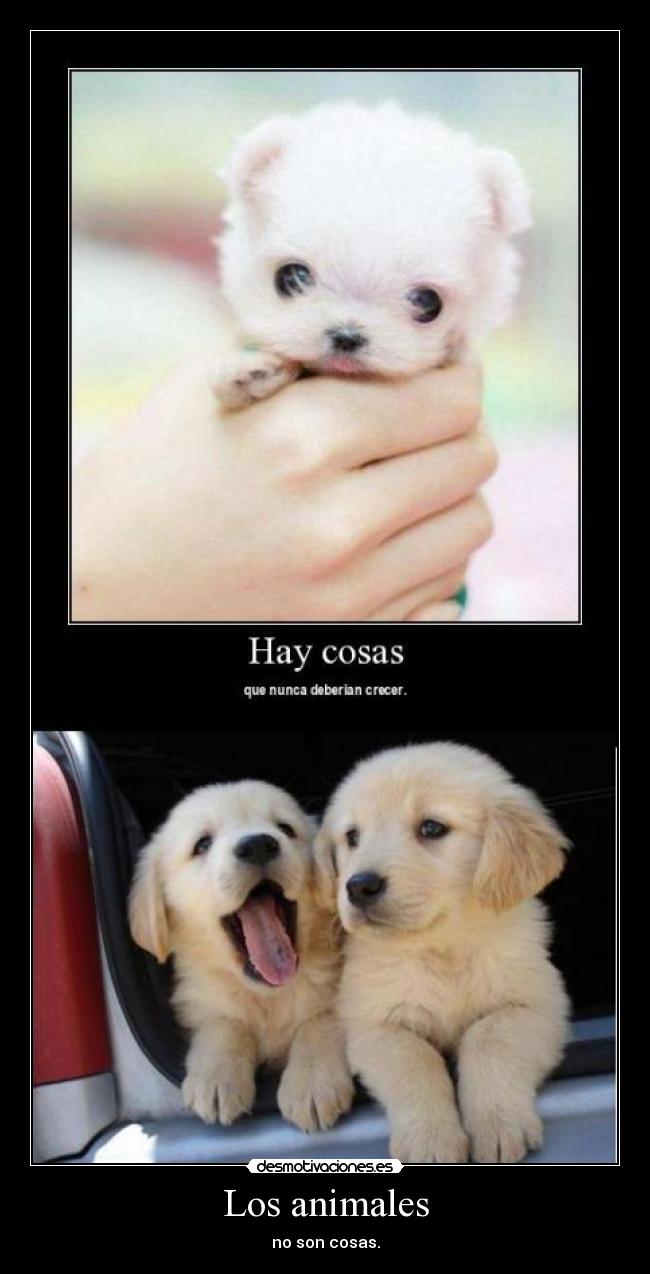 Los animales - 