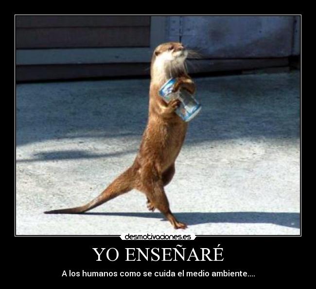 YO ENSEÑARÉ - 