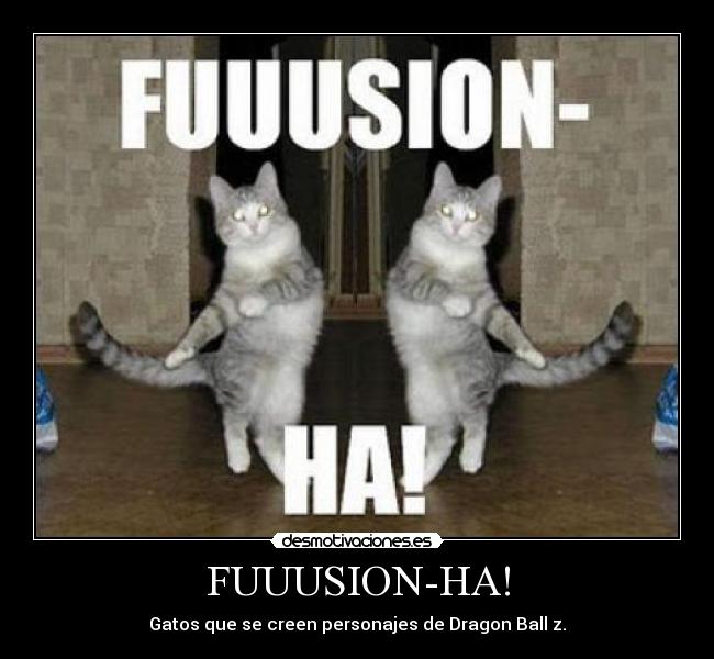 FUUUSION-HA! - Gatos que se creen personajes de Dragon Ball z.