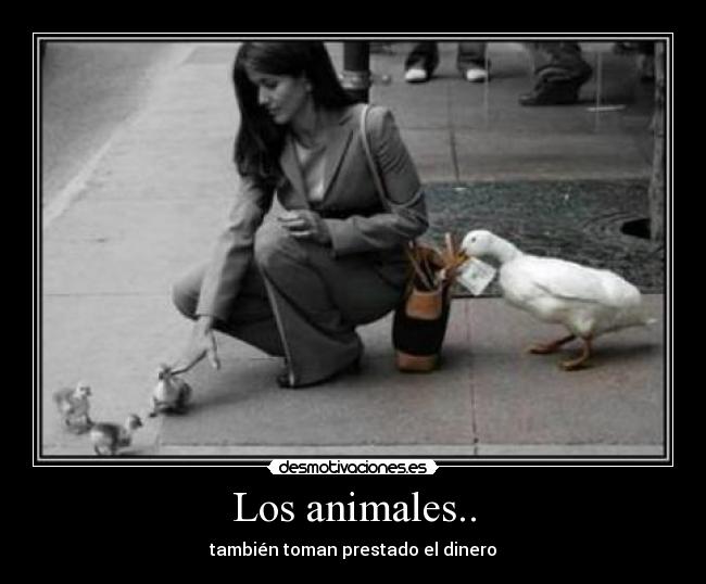 Los animales.. - también toman prestado el dinero