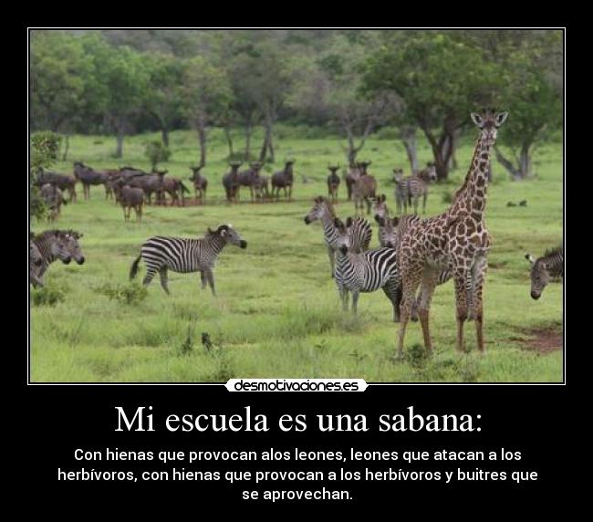 Mi escuela es una sabana: - Con hienas que provocan alos leones, leones que atacan a los
herbívoros, con hienas que provocan a los herbívoros y buitres que
se aprovechan.