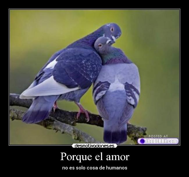 Porque el amor -